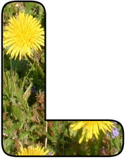 Blumenbuchstabe-L.jpg